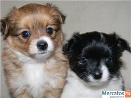 Очень красивые щенки! 5